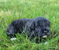 Autumn, a  Portuguese Water Dog for sale in Sugarcreek, OH – 2 of 5