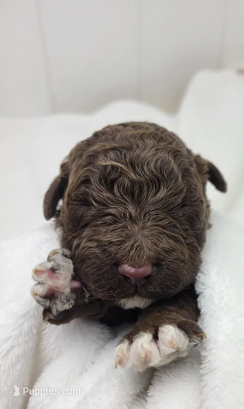 Jordan – Portuguese Water Dog puppy for sale in Sugarcreek, OH