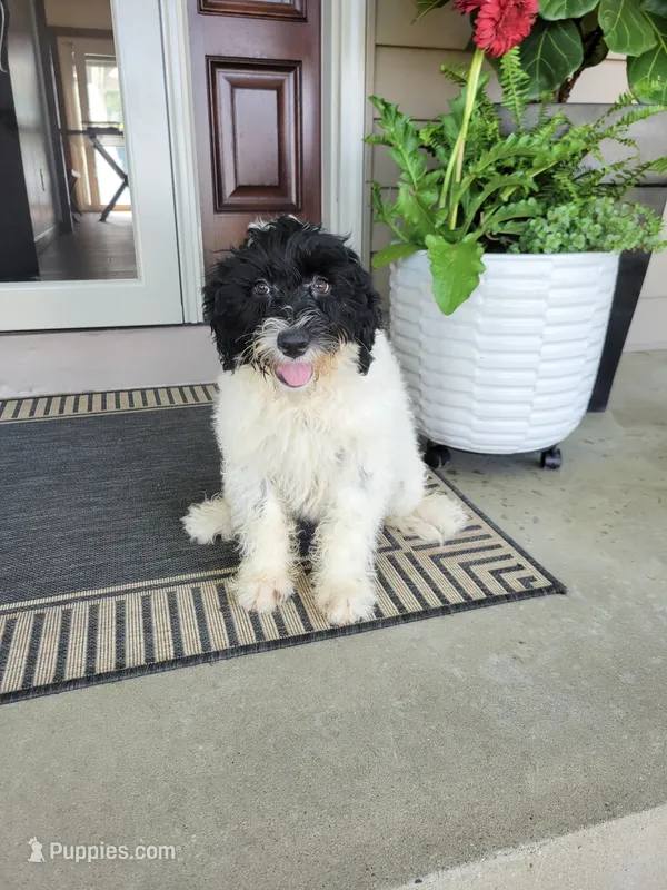 Aria – Portuguese Water Dog puppy for sale in Sugarcreek, OH
