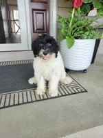 Aria, a female Portuguese Water Dog for sale in Sugarcreek, OH – 5 of 10
