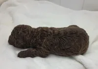 Jordan, a male Portuguese Water Dog for sale in Sugarcreek, OH – Photo 2 of 4