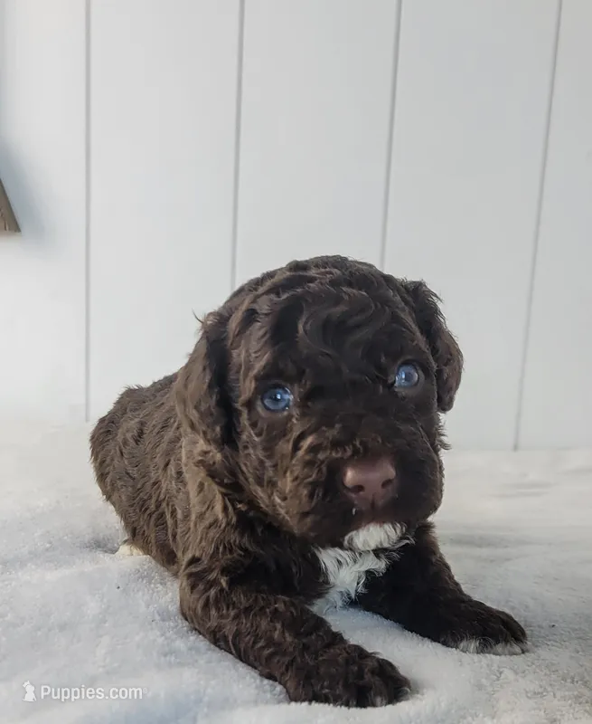 Jordan – Portuguese Water Dog puppy for sale in Sugarcreek, OH