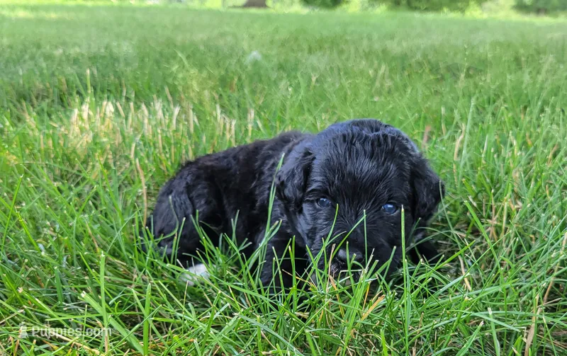 Eagle – Portuguese Water Dog puppy for sale in Sugarcreek, OH