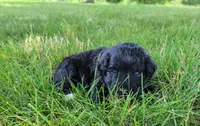 Autumn, a  Portuguese Water Dog for sale in Sugarcreek, OH – 1 of 5
