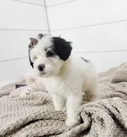 Mikaela, a female Portuguese Water Dog for sale in Sugarcreek, OH – Photo 3 of 5