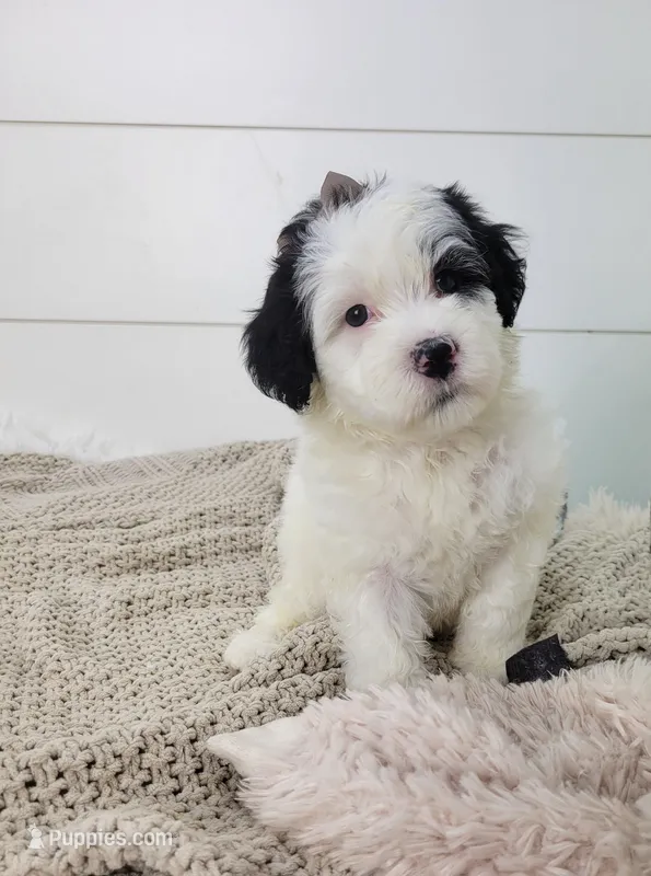 Mikaela – Portuguese Water Dog puppy for sale in Sugarcreek, OH