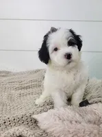 Mikaela, a female Portuguese Water Dog for sale in Sugarcreek, OH – Photo 1 of 5