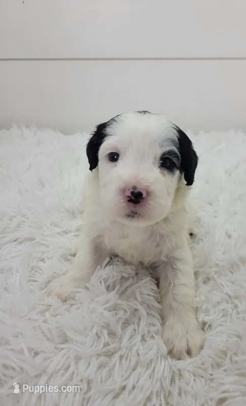 Mikaela – Portuguese Water Dog puppy for sale in Sugarcreek, OH