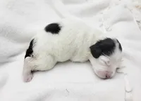 Mikaela, a female Portuguese Water Dog for sale in Sugarcreek, OH – Photo 4 of 5