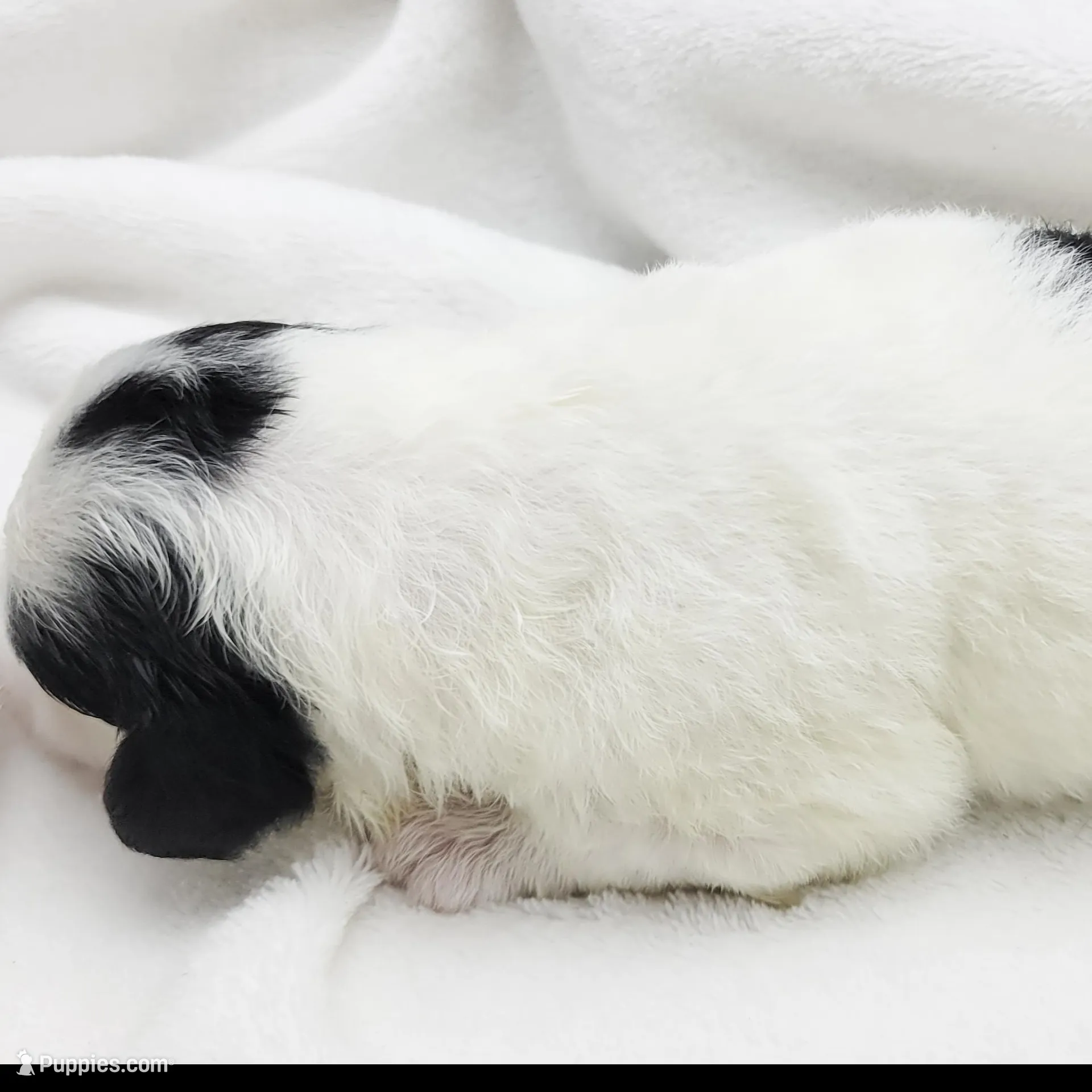 Mikaela, a female Portuguese Water Dog for sale in Sugarcreek, OH – Photo 2 of 5
