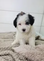 Mikaela, a female Portuguese Water Dog for sale in Sugarcreek, OH – Photo 5 of 5