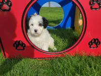 Mikaela, a female Portuguese Water Dog for sale in Sugarcreek, OH – Photo 2 of 5