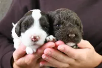 processed/e942cb09-cfcc-4f17-8f76-1c6cee358764/listing/c3c92e20-f811-4111-84a6-320e85926438/fe4dd1f9-4806-4f6f-9c52-392a454bb70e