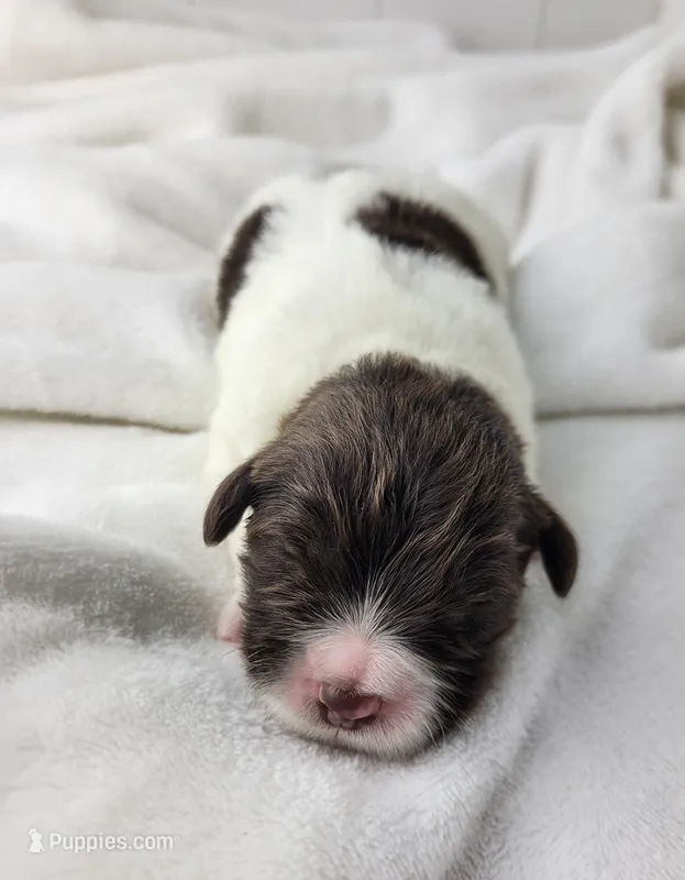 Elana – Portuguese Water Dog puppy for sale in Sugarcreek, OH