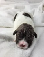 Elana, a female Portuguese Water Dog for sale in Sugarcreek, OH – Photo 1 of 4