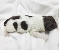 Elana, a female Portuguese Water Dog for sale in Sugarcreek, OH – Photo 4 of 4