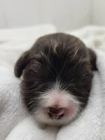 Elana, a female Portuguese Water Dog for sale in Sugarcreek, OH – Photo 3 of 4