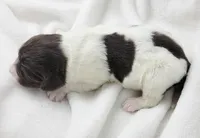 Elana, a female Portuguese Water Dog for sale in Sugarcreek, OH – Photo 2 of 4