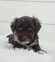 Maximo, a male Portuguese Water Dog for sale in Sugarcreek, OH – Photo 2 of 3