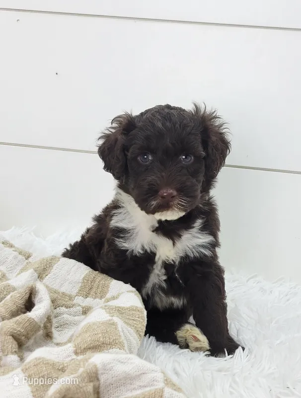 Maximo – Portuguese Water Dog puppy for sale in Sugarcreek, OH
