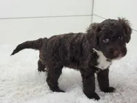 Maximo, a male Portuguese Water Dog for sale in Sugarcreek, OH – Photo 3 of 3