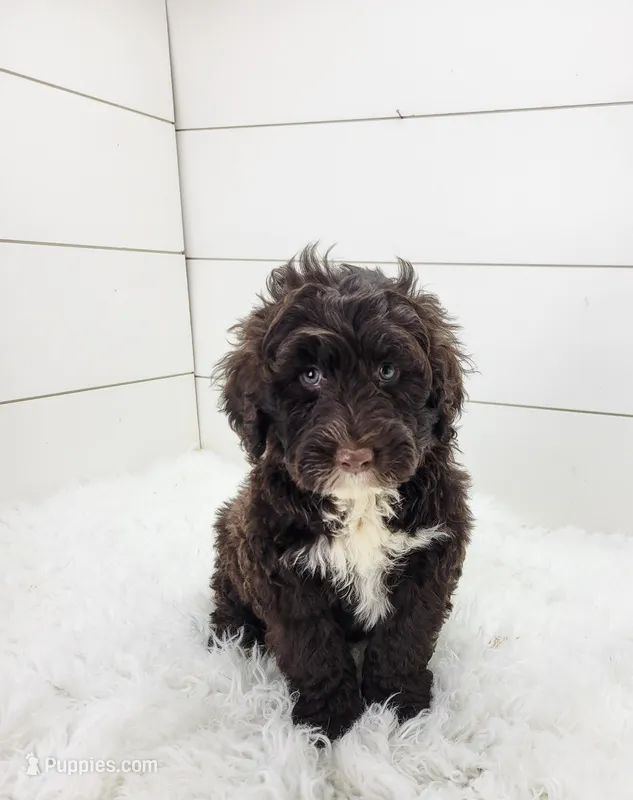 Maximo – Portuguese Water Dog puppy for sale in Sugarcreek, OH