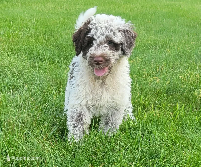 Commodore – Portuguese Water Dog puppy for sale in Sugarcreek, OH