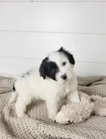 Hughes, a male Portuguese Water Dog for sale in Sugarcreek, OH – Photo 2 of 7