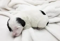 Hughes, a male Portuguese Water Dog for sale in Sugarcreek, OH – Photo 4 of 4