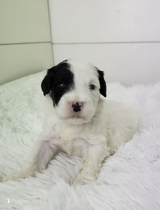 Hughes – Portuguese Water Dog puppy for sale in Sugarcreek, OH