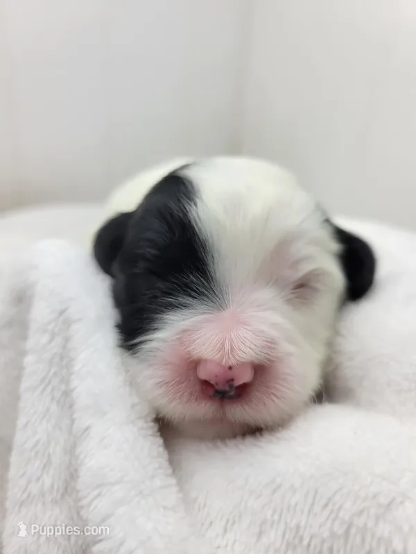 Hughes – Portuguese Water Dog puppy for sale in Sugarcreek, OH