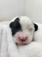 Hughes, a male Portuguese Water Dog for sale in Sugarcreek, OH – Photo 1 of 4