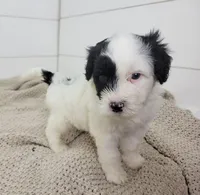Hughes, a male Portuguese Water Dog for sale in Sugarcreek, OH – Photo 6 of 7