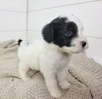 Hughes, a male Portuguese Water Dog for sale in Sugarcreek, OH – Photo 5 of 7