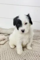 Hughes, a male Portuguese Water Dog for sale in Sugarcreek, OH – Photo 3 of 7