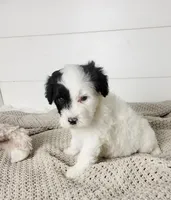 Hughes, a male Portuguese Water Dog for sale in Sugarcreek, OH – Photo 7 of 7