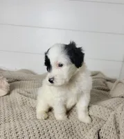 Hughes, a male Portuguese Water Dog for sale in Sugarcreek, OH – Photo 4 of 7