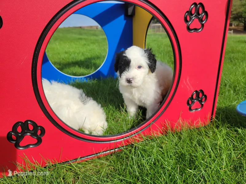 Hughes – Portuguese Water Dog puppy for sale in Sugarcreek, OH