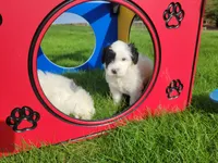 Hughes, a male Portuguese Water Dog for sale in Sugarcreek, OH – Photo 1 of 7