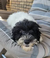 Aria, a female Portuguese Water Dog for sale in Sugarcreek, OH – 3 of 10