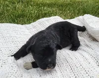 Eagle, a male Portuguese Water Dog for sale in Sugarcreek, OH – 8 of 8