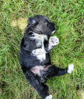 Autumn, a  Portuguese Water Dog for sale in Sugarcreek, OH – 4 of 5