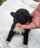 Eagle, a male Portuguese Water Dog for sale in Sugarcreek, OH – 2 of 8