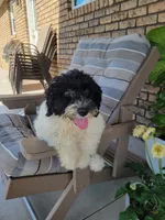 Aria, a female Portuguese Water Dog for sale in Sugarcreek, OH – 9 of 10