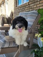 Aria, a female Portuguese Water Dog for sale in Sugarcreek, OH – 6 of 10