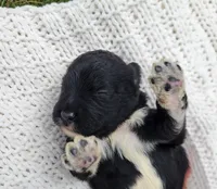 Eagle, a male Portuguese Water Dog for sale in Sugarcreek, OH – 3 of 8