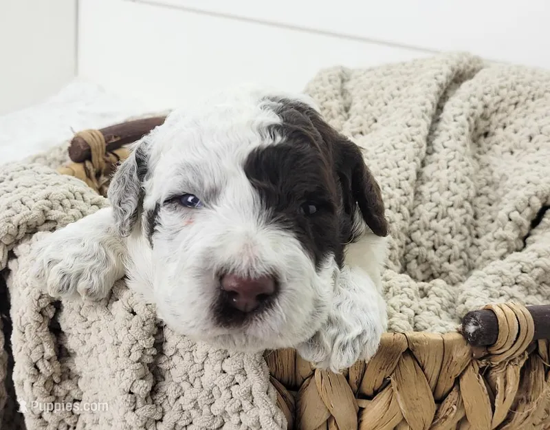 Gator – Portuguese Water Dog puppy for sale in Sugarcreek, OH