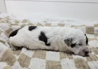 Gator, a male Portuguese Water Dog for sale in Sugarcreek, OH – Photo 3 of 4