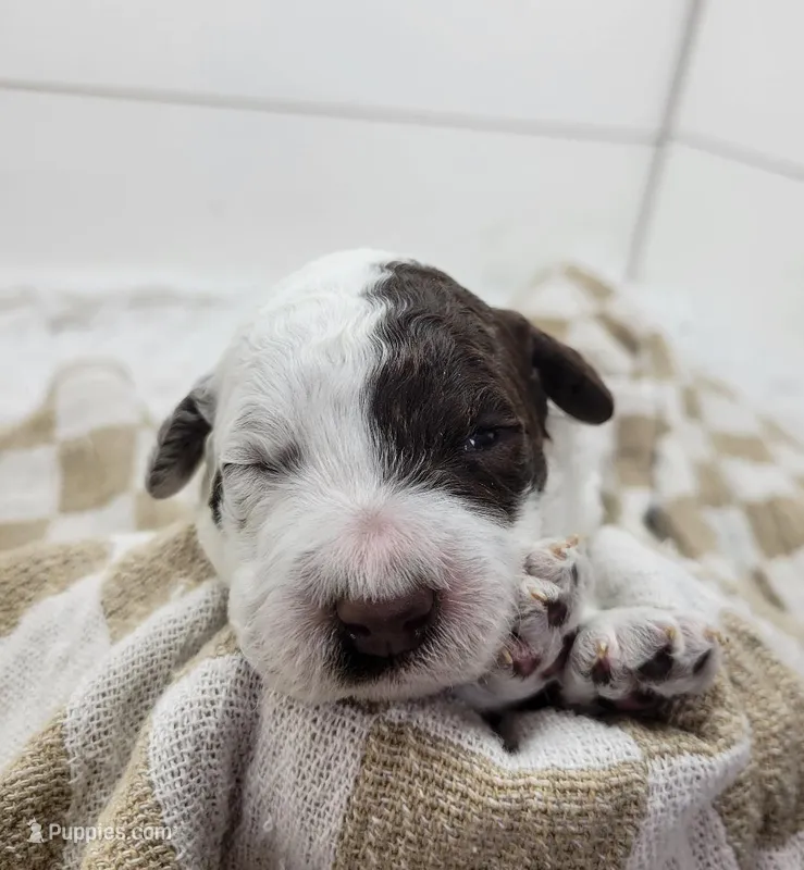 Gator – Portuguese Water Dog puppy for sale in Sugarcreek, OH