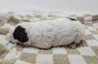 Gator, a male Portuguese Water Dog for sale in Sugarcreek, OH – Photo 2 of 4